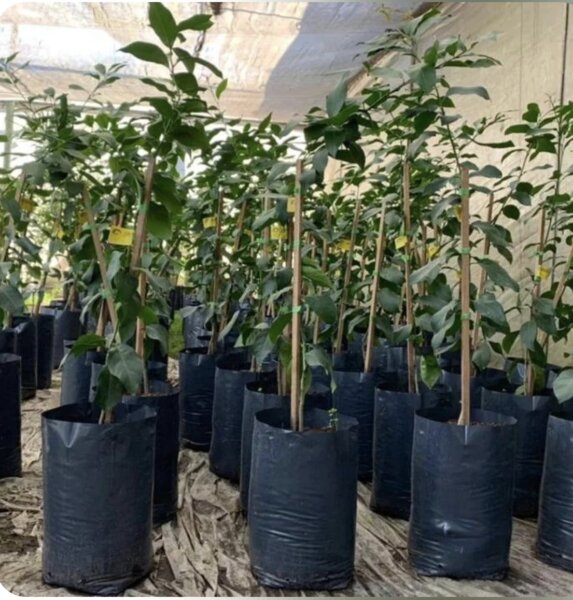 Bolsas de cultivo, bolsas para tierra