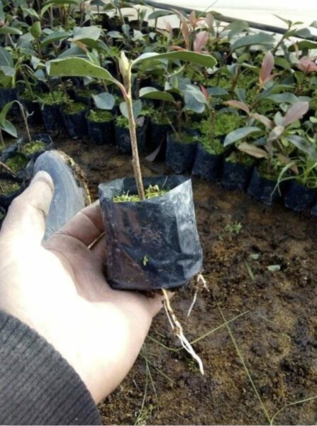 Bolsas de cultivo, bolsas para tierra