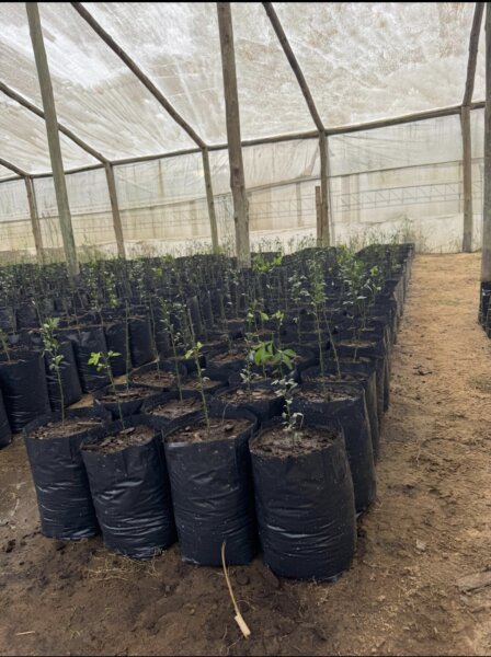 Bolsas de cultivo, bolsas para tierra