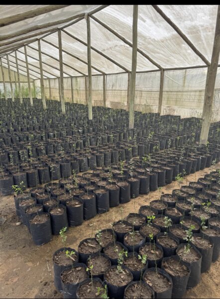 Bolsas de cultivo, bolsas para tierra