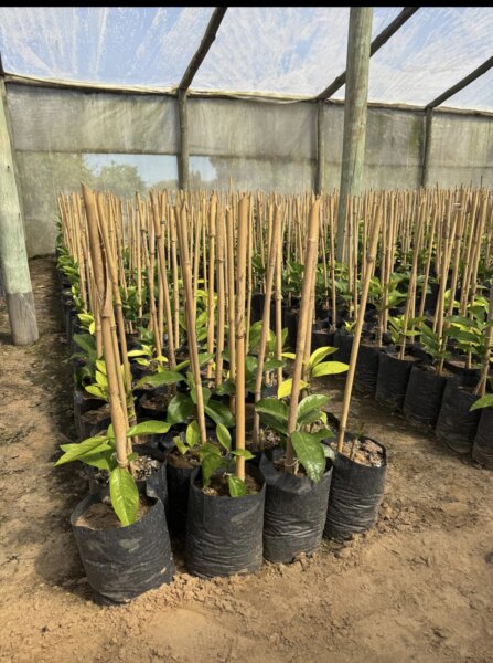 Bolsas de cultivo, bolsas para tierra