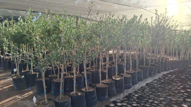 Ejemplares de Plantas De Olivos para parquización