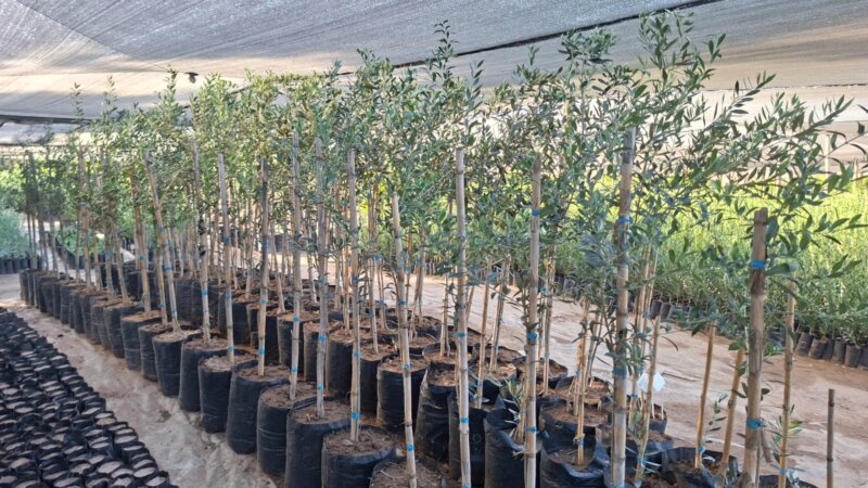 Ejemplares de Plantas De Olivos para parquización