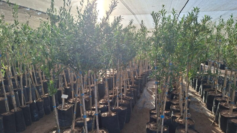 Ejemplares de Plantas De Olivos para parquización