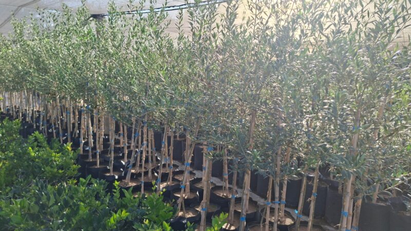 Ejemplares de Plantas De Olivos para parquización