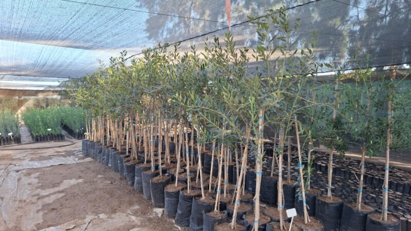 Ejemplares de Plantas De Olivos para parquización