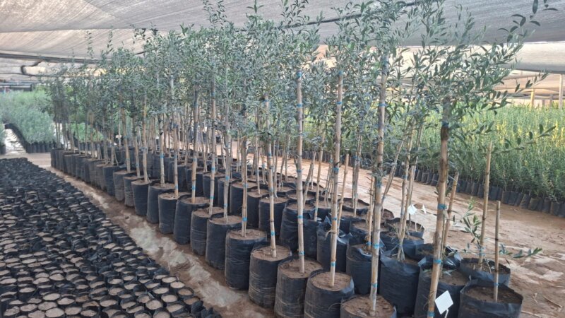Ejemplares de Plantas De Olivos para parquización