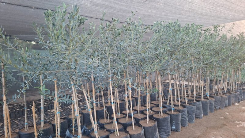 Ejemplares de Plantas De Olivos para parquización