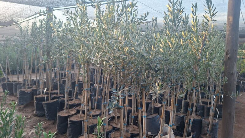 Ejemplares de Plantas De Olivos para parquización