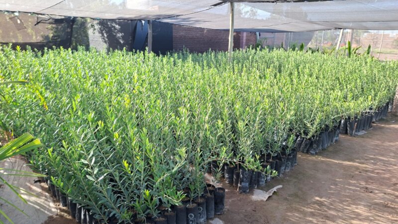 Plantas de Olivos en macetas para plantación a campo
