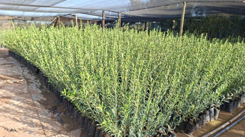 Plantas de Olivos en macetas para plantación a campo