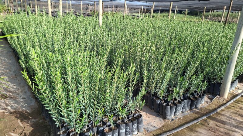 Plantas de Olivos en macetas para plantación a campo