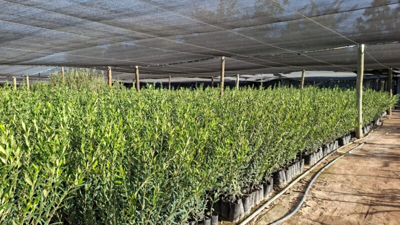 Plantas de Olivos en macetas para plantación a campo