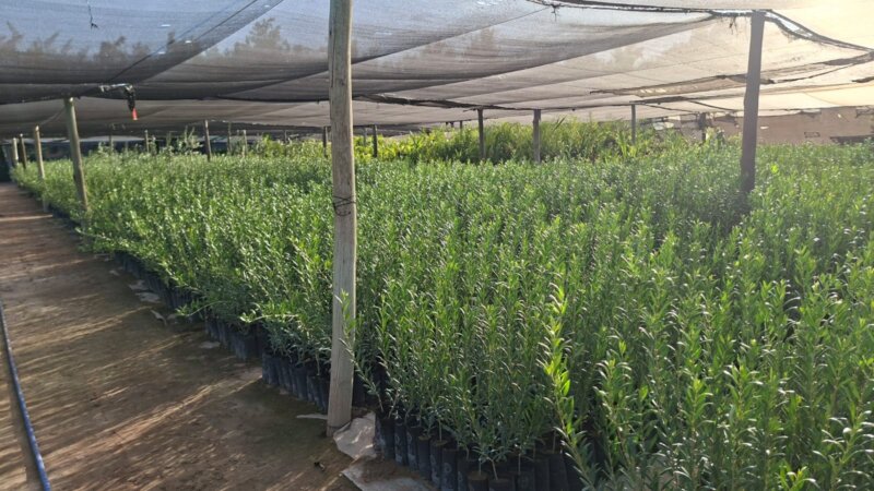 Plantas de Olivos en macetas para plantación a campo