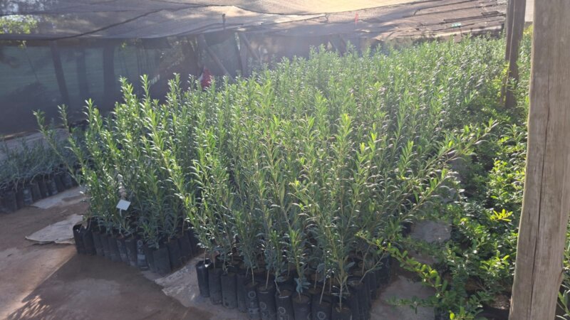 Plantas de Olivos en macetas para plantación a campo