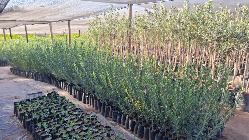 Plantas de Olivos en macetas para plantación a campo