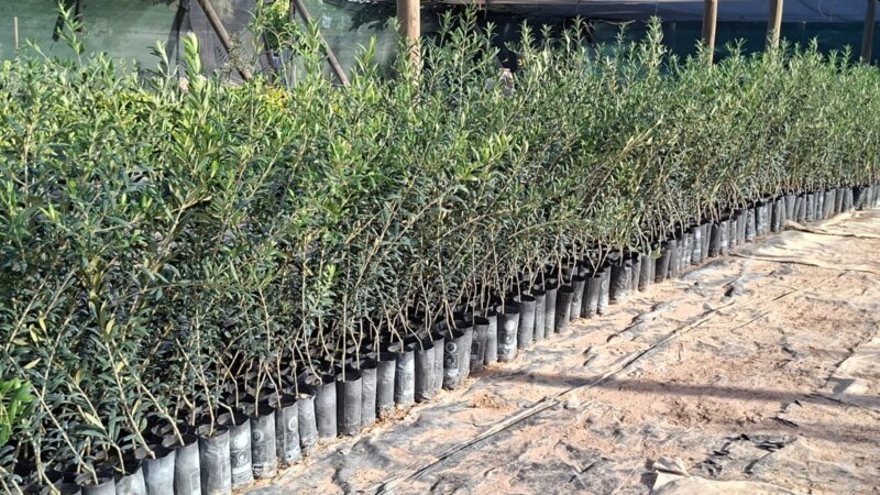 Plantas de Olivos en macetas para plantación a campo