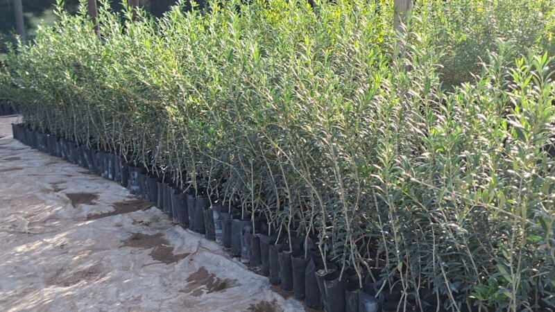 Plantas de Olivos en macetas para plantación a campo