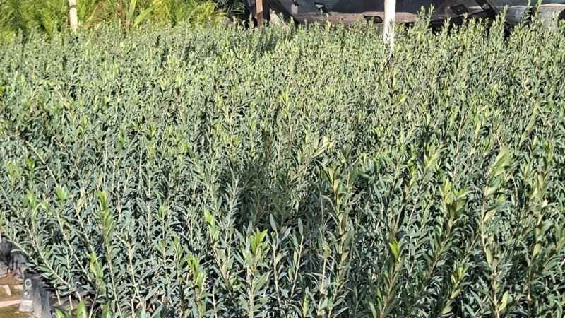 Plantas de Olivos en macetas para plantación a campo